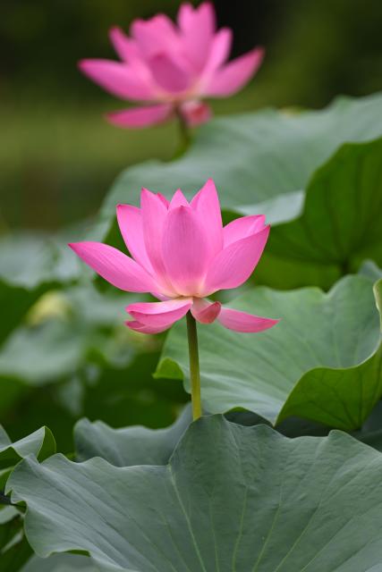(260823) -- BEIJING, Aug. 23, 2026 (Xinhua) -- This photo taken on Aug. 23, 2026 shows lotus flowers at Zizhuyuan Park in Beijing, capital of China. (Xinhua/Xin Yuewei)