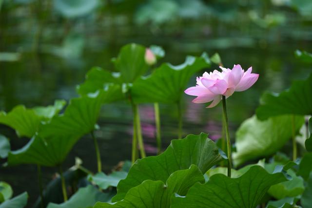(260823) -- BEIJING, Aug. 23, 2026 (Xinhua) -- This photo taken on Aug. 23, 2026 shows a lotus flower at Zizhuyuan Park in Beijing, capital of China. (Xinhua/Xin Yuewei)