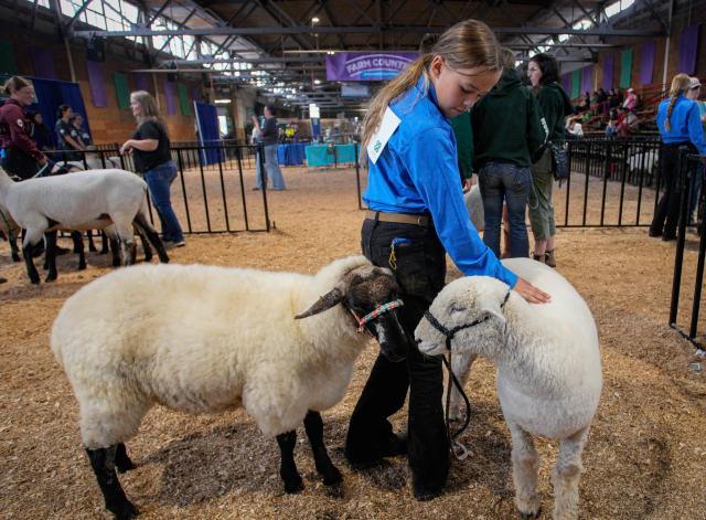 (260824) -- VANCOUVER, Aug. 24, 2026 (Xinhua) -- A young farmer showcases the sheep at the agriculture area of the annual Pacific National Exhibition (PNE) Fair in Vancouver, British Columbia, Canada, Aug. 23, 2026. The agriculture area showcased local agriculture, featuring farm animals, interactive educational exhibits and opportunities for visitors to learn about different aspects of agriculture. (Photo by Liang Sen/Xinhua)