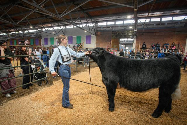 (260824) -- VANCOUVER, Aug. 24, 2026 (Xinhua) -- A young farmer showcases a cow at the agriculture area of the annual Pacific National Exhibition (PNE) Fair in Vancouver, British Columbia, Canada, Aug. 23, 2026. The agriculture area showcased local agriculture, featuring farm animals, interactive educational exhibits and opportunities for visitors to learn about different aspects of agriculture. (Photo by Liang Sen/Xinhua)