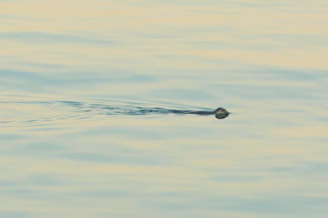 (260824) -- BAKU, Aug. 24, 2026 (Xinhua) -- This photo taken on Aug. 23, 2026 shows a Caspian seal in the Caspian Sea. The Caspian seal has been listed as endangered on the International Union for Conservation of Nature Red List since 2008. (Xinhua/Chen Junfeng)