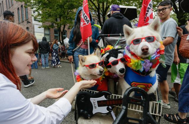 (260824) -- VANCOUVER, Aug. 24, 2026 (Xinhua) -- A woman tries to pet dogs on the street during the Pet-A-Palooza event in Vancouver, British Columbia, Canada, Aug. 23, 2026. Known as the Day of the Dog, the annual Pet-A-Palooza returned here on Sunday, featuring various dog-related activities and entertainment and attracting thousands of dogs and their owners. (Photo by Liang Sen/Xinhua)