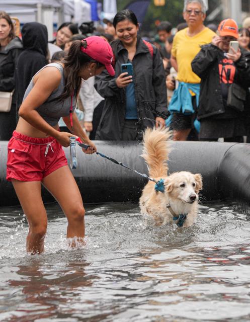 (260824) -- VANCOUVER, Aug. 24, 2026 (Xinhua) -- A dog runs through an outdoor pool during the Pet-A-Palooza event in Vancouver, British Columbia, Canada, Aug. 23, 2026. Known as the Day of the Dog, the annual Pet-A-Palooza returned here on Sunday, featuring various dog-related activities and entertainment and attracting thousands of dogs and their owners. (Photo by Liang Sen/Xinhua)