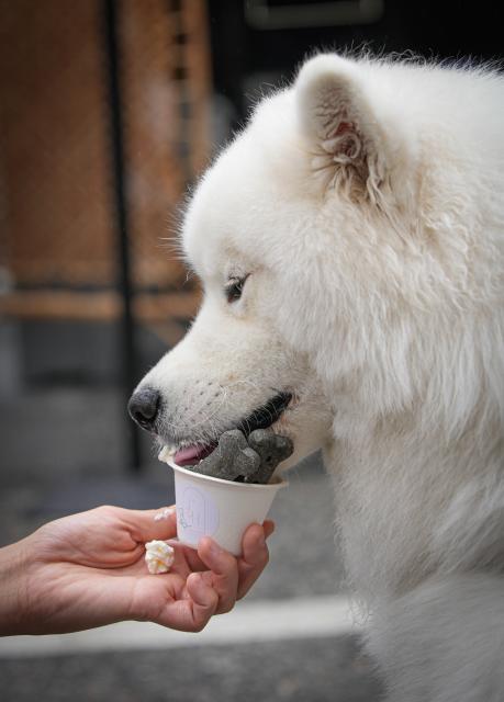 (260824) -- VANCOUVER, Aug. 24, 2026 (Xinhua) -- A dog enjoys a treat during the Pet-A-Palooza event in Vancouver, British Columbia, Canada, Aug. 23, 2026. Known as the Day of the Dog, the annual Pet-A-Palooza returned here on Sunday, featuring various dog-related activities and entertainment and attracting thousands of dogs and their owners. (Photo by Liang Sen/Xinhua)