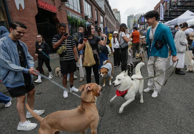 (260824) -- VANCOUVER, Aug. 24, 2026 (Xinhua) -- Dog owners and their dogs mingle on the street during the Pet-A-Palooza event in Vancouver, British Columbia, Canada, Aug. 23, 2026. Known as the Day of the Dog, the annual Pet-A-Palooza returned here on Sunday, featuring various dog-related activities and entertainment and attracting thousands of dogs and their owners. (Photo by Liang Sen/Xinhua)