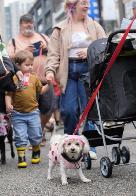 (260824) -- VANCOUVER, Aug. 24, 2026 (Xinhua) -- A dog wearing a costume takes part in the Pet-A-Palooza event in Vancouver, British Columbia, Canada, Aug. 23, 2026. Known as the Day of the Dog, the annual Pet-A-Palooza returned here on Sunday, featuring various dog-related activities and entertainment and attracting thousands of dogs and their owners. (Photo by Liang Sen/Xinhua)