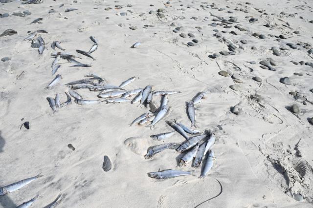 (260825) -- CAPE TOWN, Aug. 25, 2026 (Xinhua) -- Dead sardines are pictured at a beach in Cape Town, South Africa, on Aug. 16, 2026. TO GO WITH "Sardine die-off halves output at Africa's only nuclear plant" (Photo by Shakirah Thebus/Xinhua)