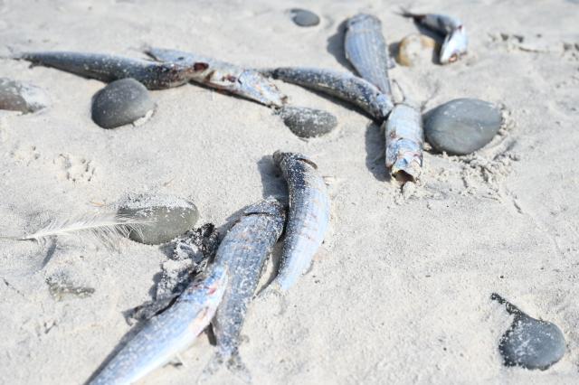 (260825) -- CAPE TOWN, Aug. 25, 2026 (Xinhua) -- Dead sardines are pictured at a beach in Cape Town, South Africa, on Aug. 16, 2026. TO GO WITH "Sardine die-off halves output at Africa's only nuclear plant" (Photo by Shakirah Thebus/Xinhua)