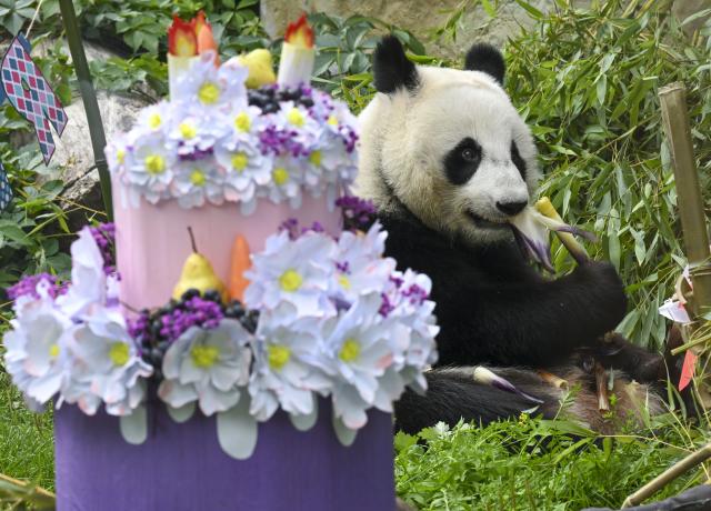 (260825) -- BEIJING, Aug. 25, 2026 (Xinhua) -- Giant panda Katyusha is seen next to a birthday cake at Moscow Zoo in Moscow, Russia, Aug. 24, 2026. Katyusha, the first giant panda ever born in Russia, celebrated her third birthday on Monday at Moscow Zoo. (Xinhua/Hao Jianwei)