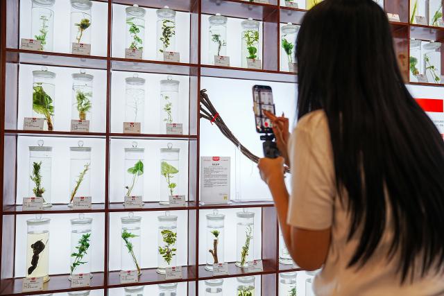 (260825) -- JINAN, Aug. 25, 2026 (Xinhua) -- A visitor takes a video of exhibits at a medicine museum in Hongjitang TCM Culture & Tourism Resort in Jinan, east China's Shandong Province, Aug. 24, 2026. Founded in 1907, Shandong Hongjitang Pharmaceutical Group Co., Ltd. adheres to the mission of inheriting the essence of traditional Chinese medicine (TCM) making and popularizing TCM culture. It has built Hongjitang TCM Culture & Tourism Resort which provides educational study tours as well as leisure activities. Visitors can observe TCM production process during sightseeing tours and try on making herbal drinks by themselves in its demonstration halls. (Xinhua/Dai Mingxuan)