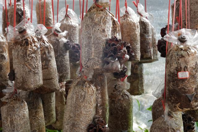 (260825) -- NADI, Aug. 25, 2026 (Xinhua) -- Bag-cultured wood ear mushrooms are pictured at the China-Fiji Juncao Technology Demonstration Center in Nadi, Fiji, on July 6, 2026. TO GO WITH "Feature: Grass that grows hope: How China's Juncao is transforming lives in Fiji" (Xinhua/Bai Yongquan)