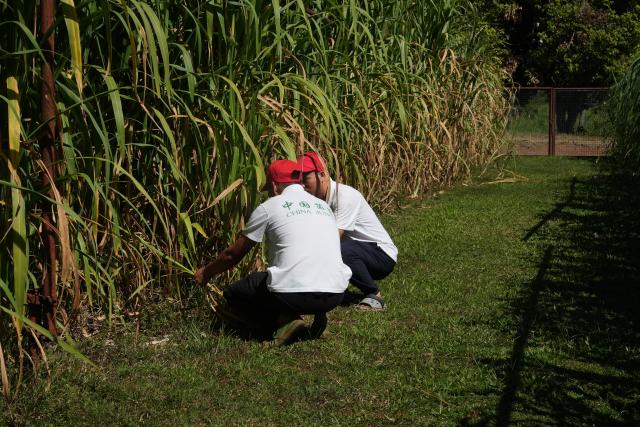 (260825) -- NADI, Aug. 25, 2026 (Xinhua) -- Experts inspect the growth of Juncao plants at the China-Fiji Juncao Technology Demonstration Center in Nadi, Fiji, on July 6, 2026. TO GO WITH "Feature: Grass that grows hope: How China's Juncao is transforming lives in Fiji" (Xinhua/Bai Yongquan)