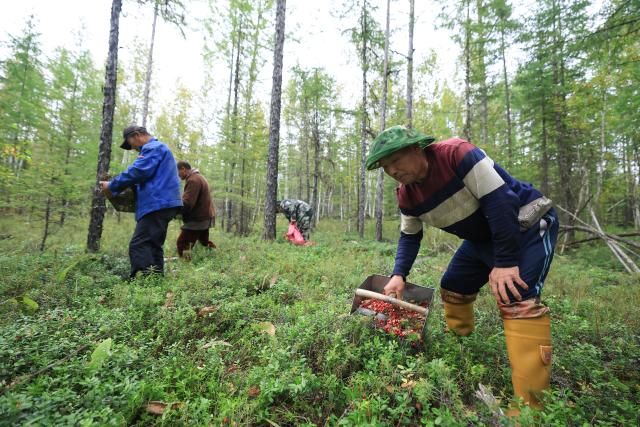 (260825) -- DAXING'ANLING, Aug. 25, 2026 (Xinhua) -- Mountain foragers from southwest China's Guizhou Province pick mountain produce in Tahe County in Daxing'anling area, northeast China's Heilongjiang Province, Aug. 24, 2026. Each August and September, the Daxing'anling area enters its harvest season for mountain produce.
  The train 6245/6 running between Jagdaqi and Gulian in Heilongjiang carries mountain foragers from various places deep into the forest to collect mountain produce. (Photo by Xu Shuai/Xinhua)