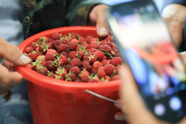 (260825) -- DAXING'ANLING, Aug. 25, 2026 (Xinhua) -- A mountain forager from southwest China's Yunnan Province presents his freshly-picked mountain produce on train 6245 in northeast China's Heilongjiang Province, Aug. 24, 2026. Each August and September, the Daxing'anling area enters its harvest season for mountain produce.
  The train 6245/6 running between Jagdaqi and Gulian in Heilongjiang carries forest gatherers from various places deep into the forest to collect mountain produce. (Photo by Xu Shuai/Xinhua)