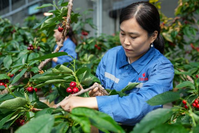 (260827) -- LIAOCHENG, Aug. 27, 2026 (Xinhua) -- Staff members tend cherries at a greenhouse in the Xinfa modern agricultural industrial park in Chiping District of Liaocheng City, east China's Shandong Province, Aug. 26, 2026.
  Leveraging the smart farming expertise and facilities, the park focuses on the cultivation of strawberries, cherries, rabbits, and perch, boosting local high-quality agricultural development and rural revitalization. (Xinhua/Dai Mingxuan)