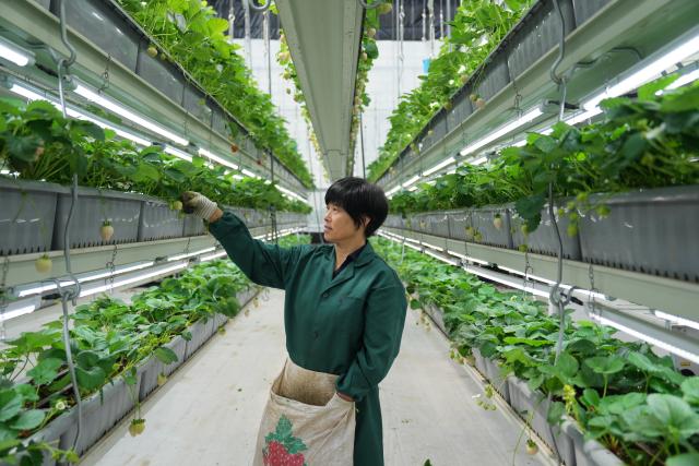 (260827) -- LIAOCHENG, Aug. 27, 2026 (Xinhua) -- A staff member tends strawberries at a greenhouse in the Xinfa modern agricultural industrial park in Chiping District of Liaocheng City, east China's Shandong Province, Aug. 26, 2026.
  Leveraging the smart farming expertise and facilities, the park focuses on the cultivation of strawberries, cherries, rabbits, and perch, boosting local high-quality agricultural development and rural revitalization. (Xinhua/Dai Mingxuan)
