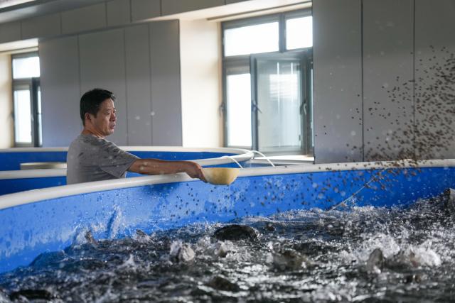 (260827) -- LIAOCHENG, Aug. 27, 2026 (Xinhua) -- A staff member feeds perch at the Xinfa modern agricultural industrial park in Chiping District of Liaocheng City, east China's Shandong Province, Aug. 26, 2026.
  Leveraging the smart farming expertise and facilities, the park focuses on the cultivation of strawberries, cherries, rabbits, and perch, boosting local high-quality agricultural development and rural revitalization. (Xinhua/Dai Mingxuan)