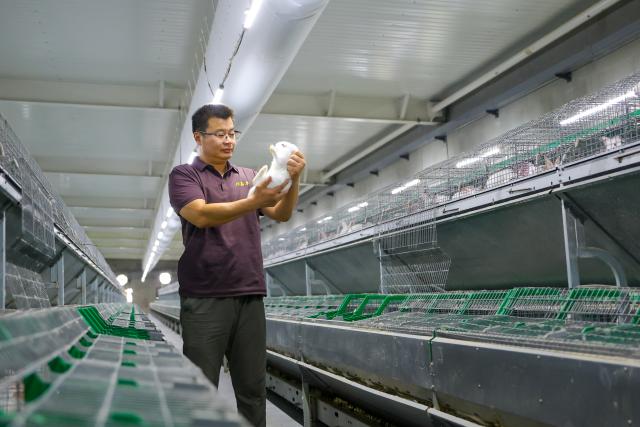 (260827) -- LIAOCHENG, Aug. 27, 2026 (Xinhua) -- A staff member checks a rabbit at the Xinfa modern agricultural industrial park in Chiping District of Liaocheng City, east China's Shandong Province, Aug. 26, 2026.
  Leveraging the smart farming expertise and facilities, the park focuses on the cultivation of strawberries, cherries, rabbits, and perch, boosting local high-quality agricultural development and rural revitalization. (Photo by Ma Hongkun/Xinhua)