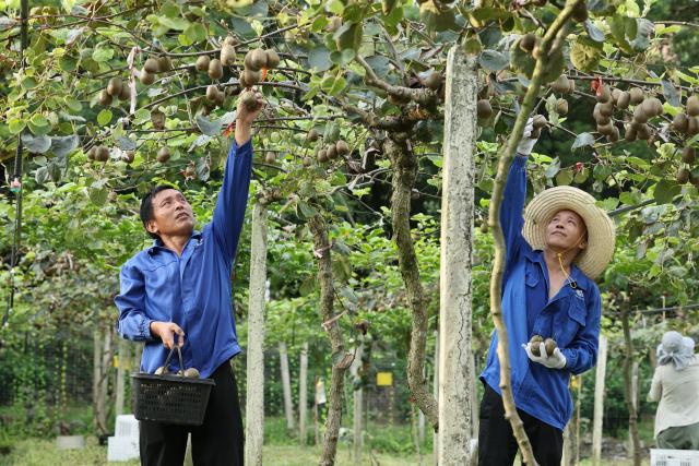 (260827) -- FUDING, Aug. 27, 2026 (Xinhua) -- Farmers harvest kiwis in Qianqi Town of Fuding City, southeast China's Fujian Province, Aug. 27, 2026. Fujian raised its emergency response for typhoon damage prevention to Level II on Thursday afternoon, while keeping a Level IV flood-control emergency response.
  The local flood control authority has urged all localities and relevant departments to closely track Typhoon Saudel, the 18th typhoon of 2026, and the evolving rainfall. It called for thorough inspections in vulnerable areas and prompt evacuation of residents from high-risk zones to ensure public safety and protect property. (Xinhua/Jiang Kehong)