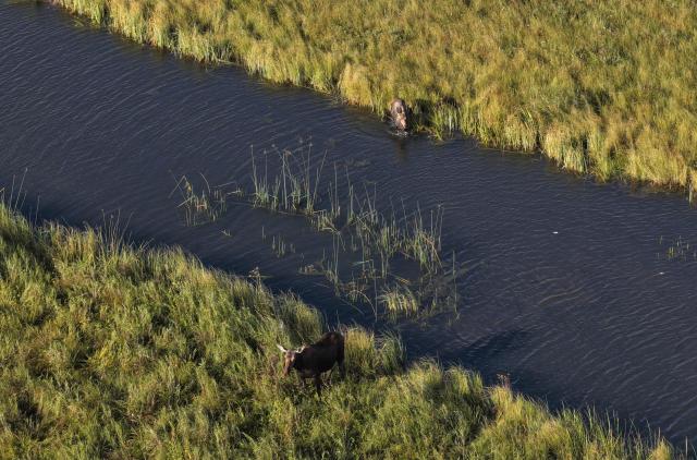 (260828) -- HARBIN, Aug. 28, 2026 (Xinhua) -- A drone photo taken on Aug. 27, 2026 shows moose foraging at the Nanweng River National Nature Reserve in northeast China's Heilongjiang Province.
  The moose, which are under first-class protection in China, inhabit the Nanweng River National Nature Reserve, a key area for biodiversity. (Photo by Zhuang Yu/Xinhua)
