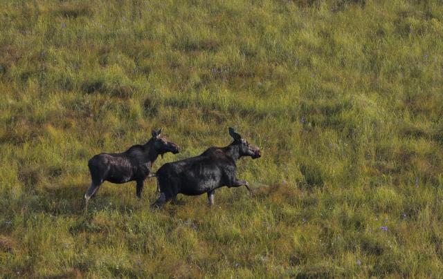 (260828) -- HARBIN, Aug. 28, 2026 (Xinhua) -- A drone photo taken on Aug. 27, 2026 shows moose strolling at the Nanweng River National Nature Reserve in northeast China's Heilongjiang Province.
  The moose, which are under first-class protection in China, inhabit the Nanweng River National Nature Reserve, a key area for biodiversity. (Photo by Zhuang Yu/Xinhua)