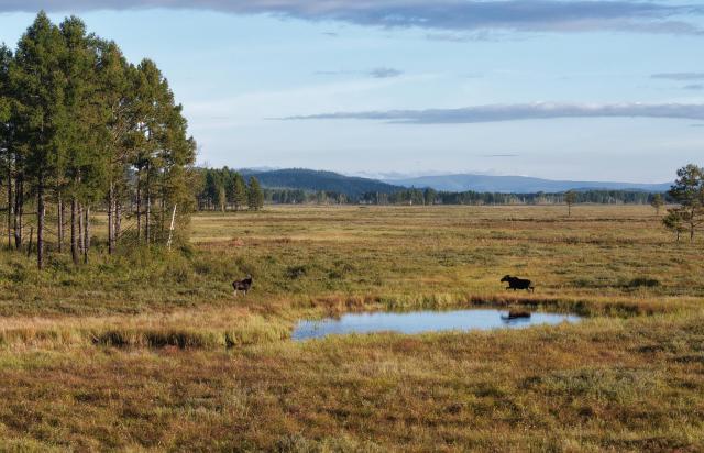 (260828) -- HARBIN, Aug. 28, 2026 (Xinhua) -- A drone photo taken on Aug. 27, 2026 shows moose foraging at the Nanweng River National Nature Reserve in northeast China's Heilongjiang Province.
  The moose, which are under first-class protection in China, inhabit the Nanweng River National Nature Reserve, a key area for biodiversity. (Photo by Zhuang Yu/Xinhua)
