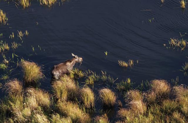 (260828) -- HARBIN, Aug. 28, 2026 (Xinhua) -- A drone photo taken on Aug. 27, 2026 shows a moose foraging at the Nanweng River National Nature Reserve in northeast China's Heilongjiang Province.
  The moose, which are under first-class protection in China, inhabit the Nanweng River National Nature Reserve, a key area for biodiversity. (Photo by Zhuang Yu/Xinhua)