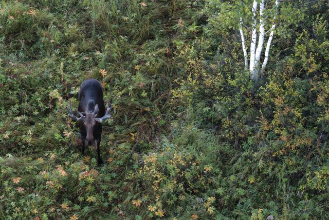 (260828) -- HARBIN, Aug. 28, 2026 (Xinhua) -- A drone photo taken on Aug. 27, 2026 shows a moose foraging at the Nanweng River National Nature Reserve in northeast China's Heilongjiang Province.
  The moose, which are under first-class protection in China, inhabit the Nanweng River National Nature Reserve, a key area for biodiversity. (Photo by Zhuang Yu/Xinhua)