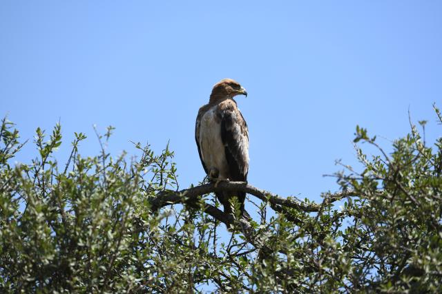 (260828) -- NAIROBI, Aug. 28, 2026 (Xinhua) -- An eagle is seen in the Maasai Mara National Reserve in Narok, Kenya, Aug. 14, 2026. Home to extensive savanna landscapes, abundant wildlife and spectacular natural scenery, Kenya ranks among Africa's major tourism destinations. (Xinhua/Liu Qiong)