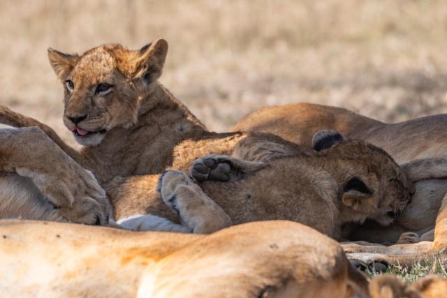 (260828) -- NAIROBI, Aug. 28, 2026 (Xinhua) -- Lion cubs are seen in the Lake Nakuru National Park in the Great Rift Valley, Nakuru County, Kenya, Aug. 26, 2026. Home to extensive savanna landscapes, abundant wildlife and spectacular natural scenery, Kenya ranks among Africa's major tourism destinations. (Xinhua/Xie Jianfei)