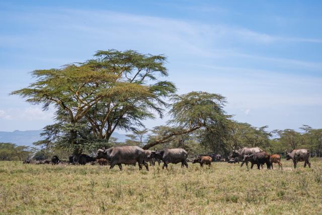 (260828) -- NAIROBI, Aug. 28, 2026 (Xinhua) -- Buffalos are seen in the Lake Nakuru National Park in the Great Rift Valley, Nakuru County, Kenya, Aug. 26, 2026. Home to extensive savanna landscapes, abundant wildlife and spectacular natural scenery, Kenya ranks among Africa's major tourism destinations. (Xinhua/Xie Jianfei)