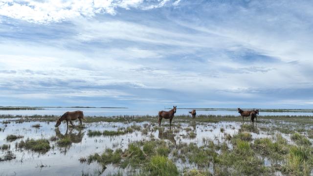 (260828) -- HULUN BUIR, Aug. 28, 2026 (Xinhua) -- A drone photo taken on Aug. 27, 2026 shows a herd of horses by Hulun Lake in Hulun Buir, north China's Inner Mongolia Autonomous Region. Hulun Lake, Ulan Suhai Lake and Daihai Lake are three major freshwater lakes in Inner Mongolia. Once affected by natural and human factors, the lakes suffered from shrinking water areas and deteriorating water quality.
  Comprehensive ecological restoration efforts in recent years have brought notable improvements, with water quality steadily recovering and wildlife species increasing. 
  The three lakes are now playing a stronger role in safeguarding the ecological security of northern China. (Xinhua/Bei He)