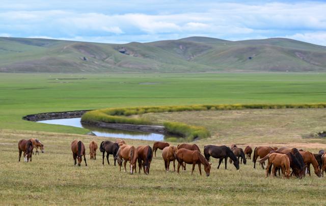 (260828) -- HULUN BUIR, Aug. 28, 2026 (Xinhua) -- This photo taken on Aug. 27, 2026 shows a herd of horses on the Chenbarhu Banner Grassland in Hulun Buir, north China's Inner Mongolia Autonomous Region. (Xinhua/Bei He)