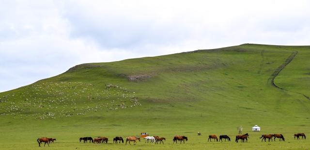 (260828) -- HULUN BUIR, Aug. 28, 2026 (Xinhua) -- This photo taken on Aug. 27, 2026 shows livestock on the Chenbarhu Banner Grassland in Hulun Buir, north China's Inner Mongolia Autonomous Region. (Xinhua/Bei He)