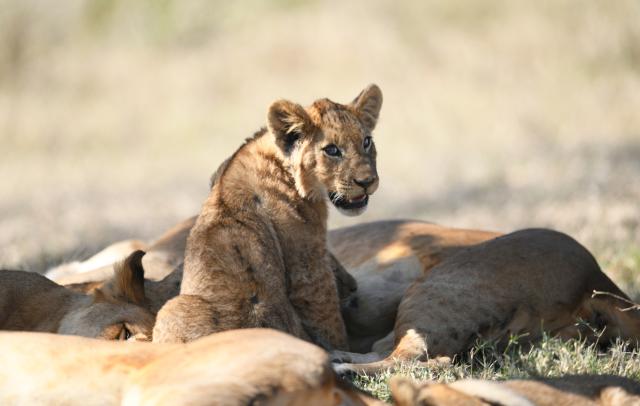 (260829) -- BEIJING, Aug. 29, 2026 (Xinhua) -- A lion cub is pictured in the Lake Nakuru National Park in the Great Rift Valley, Nakuru County, Kenya, Aug. 26, 2026. Home to extensive savanna landscapes, abundant wildlife and spectacular natural scenery, Kenya ranks among Africa's major tourism destinations. (Xinhua/Liu Qiong)