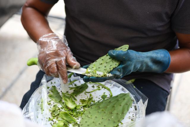 (260829) -- MEXICO CITY, Aug. 29, 2026 (Xinhua) -- A man cleans nopales at the Nopal Fair 2026 in Mexico City, capital of Mexico, on Aug. 28, 2026. The event opened here on Friday. The three-day event brings together 140 producers to showcase and sell nopal and processed nopal products, as well as cultural and educational activities. (Photo by Francisco Canedo/Xinhua)