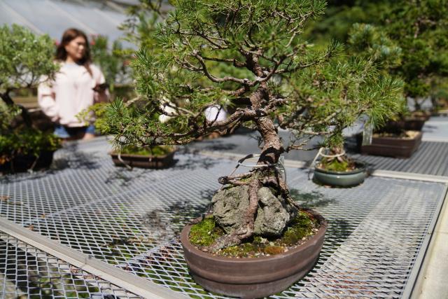 (260830) -- NEW JERSEY, Aug. 30, 2026 (Xinhua) -- A woman visits a bonsai exhibition at Deep Cut Gardens in New Jersey, the United States, Aug. 29, 2026. (Xinhua/Zhang Fengguo)