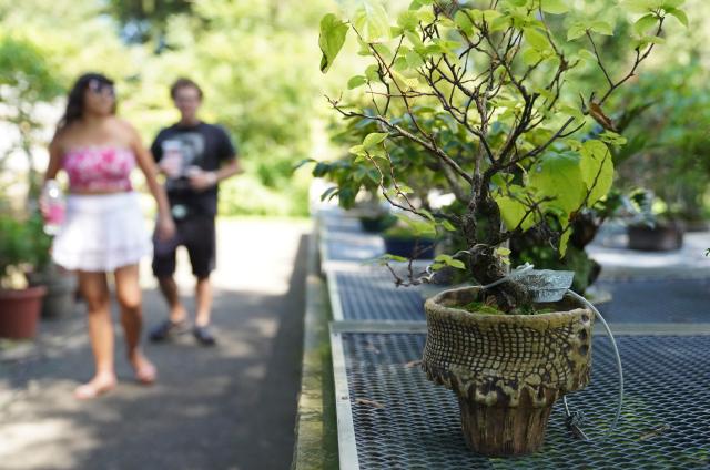 (260830) -- NEW JERSEY, Aug. 30, 2026 (Xinhua) -- People visit a bonsai exhibition at Deep Cut Gardens in New Jersey, the United States, Aug. 29, 2026. (Xinhua/Zhang Fengguo)