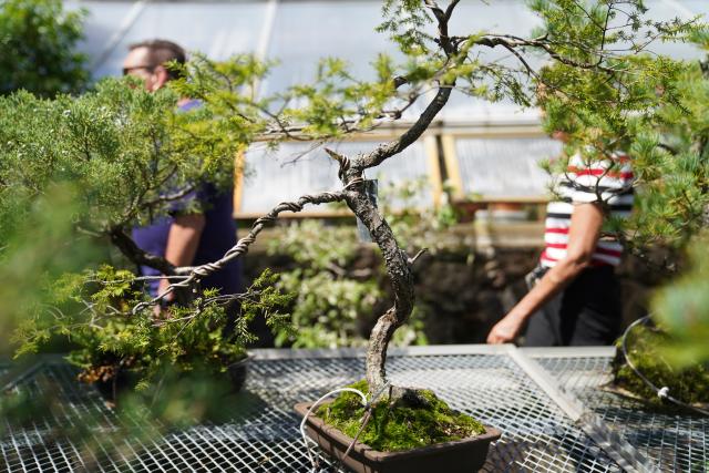 (260830) -- NEW JERSEY, Aug. 30, 2026 (Xinhua) -- People visit a bonsai exhibition at Deep Cut Gardens in New Jersey, the United States, Aug. 29, 2026. (Xinhua/Zhang Fengguo)
