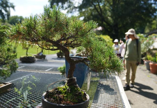 (260830) -- NEW JERSEY, Aug. 30, 2026 (Xinhua) -- People visit a bonsai exhibition at Deep Cut Gardens in New Jersey, the United States, Aug. 29, 2026. (Xinhua/Zhang Fengguo)