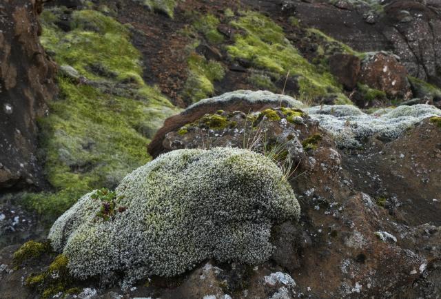 (260830) -- REYKJAVIK, Aug. 30, 2026 (Xinhua) -- A patch of moss is pictured in Reykjanes Peninsula, Iceland, Aug. 28, 2026. (Xinhua/Weng Xinyang)
