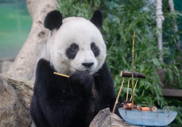 (260830) -- TAIPEI, Aug. 30, 2026 (Xinhua) -- Giant panda Yuan Yuan enjoys a special meal for her 22nd birthday at Taipei Zoo in Taipei, southeast China's Taiwan, Aug. 30, 2026. (Taipei Zoo/Handout via Xinhua)
