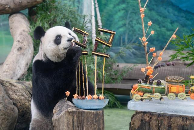 (260830) -- TAIPEI, Aug. 30, 2026 (Xinhua) -- Giant panda Yuan Yuan enjoys a special meal for her 22nd birthday at Taipei Zoo in Taipei, southeast China's Taiwan, Aug. 30, 2026. (Taipei Zoo/Handout via Xinhua)