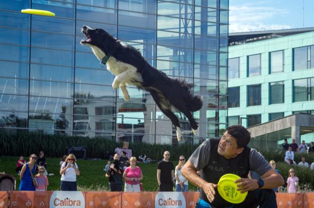 (260831) -- WARSAW, Aug. 31, 2026 (Xinhua) -- A dog leaps to catch a flying disc during a dog frisbee competition in Warsaw, Poland, Aug. 30, 2026. The event was held from Aug. 28 to 30 at Wilanow Beach in Warsaw. (Photo by Jaap Arriens/Xinhua)