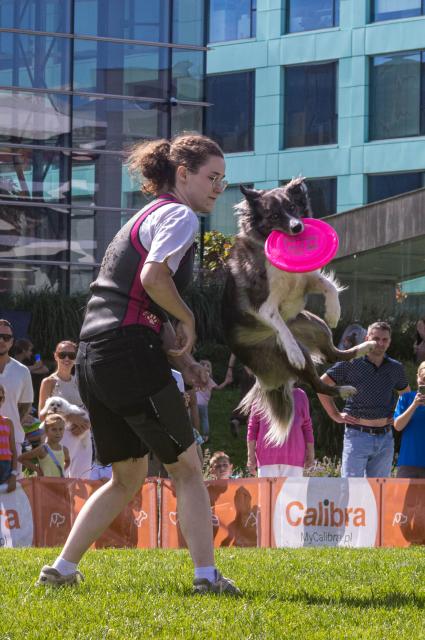 (260831) -- WARSAW, Aug. 31, 2026 (Xinhua) -- A dog leaps to catch a flying disc during a dog frisbee competition in Warsaw, Poland, Aug. 30, 2026. The event was held from Aug. 28 to 30 at Wilanow Beach in Warsaw. (Photo by Jaap Arriens/Xinhua)