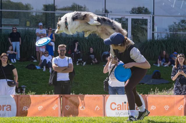 (260831) -- WARSAW, Aug. 31, 2026 (Xinhua) -- A dog leaps to catch a flying disc during a dog frisbee competition in Warsaw, Poland, Aug. 30, 2026. The event was held from Aug. 28 to 30 at Wilanow Beach in Warsaw. (Photo by Jaap Arriens/Xinhua)