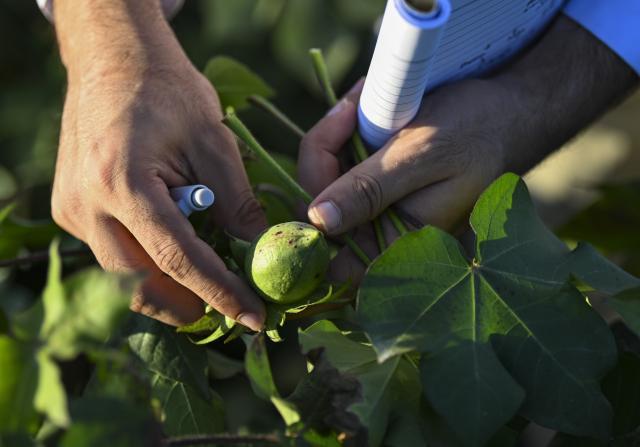(260903) -- URUMQI, Sept. 3, 2026 (Xinhua) -- Muhammad Ameer Hamza checks the growth of cotton in an experimental cotton field in Shihezi City, northwest China's Xinjiang Uygur Autonomous Region, Aug. 24, 2026.
  Muhammad Ameer Hamza hails from Depalpur, Pakistan. He is now pursuing a PhD in crop science at the Agricultural College of Shihezi University in northwest China's Xinjiang Uygur Autonomous Region.  
  Under the guidance of his supervisor, Yang Desong, Hamza conducts research in the university laboratory. He also works in cotton fields with Yang to learn about soil salinity and alkalinity, cotton field management and drone-based plant protection. Hamza said he has been impressed by technological applications in Xinjiang, such as water-saving irrigation and unmanned operations. He could apply what he has learned when he returns to Pakistan.
  For Hamza, life in Xinjiang is not lonely. His supervisor gives him advice on daily life in addition to academic guidance, and he has Pakistani and Chinese friends. In his spare time, Hamza sometimes goes out with his friends, strolling through the streets and enjoying the city's vibrant atmosphere. Hamza said he is happy to study with his classmates at the university and integrate into local life.
  Xinjiang is China's largest cotton-producing region. In recent years, the region has developed rapidly in cotton breeding, mechanized harvesting, and green pest control, providing valuable experience for agricultural development in similar climates. (Xinhua/Hu Huhu)