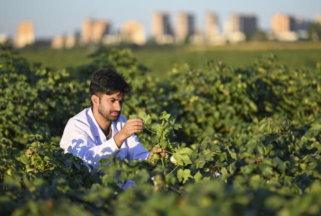 (260903) -- URUMQI, Sept. 3, 2026 (Xinhua) -- Muhammad Ameer Hamza checks the growth of cotton in an experimental cotton field in Shihezi City, northwest China's Xinjiang Uygur Autonomous Region, Aug. 24, 2026.
  Muhammad Ameer Hamza hails from Depalpur, Pakistan. He is now pursuing a PhD in crop science at the Agricultural College of Shihezi University in northwest China's Xinjiang Uygur Autonomous Region.  
  Under the guidance of his supervisor, Yang Desong, Hamza conducts research in the university laboratory. He also works in cotton fields with Yang to learn about soil salinity and alkalinity, cotton field management and drone-based plant protection. Hamza said he has been impressed by technological applications in Xinjiang, such as water-saving irrigation and unmanned operations. He could apply what he has learned when he returns to Pakistan.
  For Hamza, life in Xinjiang is not lonely. His supervisor gives him advice on daily life in addition to academic guidance, and he has Pakistani and Chinese friends. In his spare time, Hamza sometimes goes out with his friends, strolling through the streets and enjoying the city's vibrant atmosphere. Hamza said he is happy to study with his classmates at the university and integrate into local life.
  Xinjiang is China's largest cotton-producing region. In recent years, the region has developed rapidly in cotton breeding, mechanized harvesting, and green pest control, providing valuable experience for agricultural development in similar climates. (Xinhua/Hu Huhu)