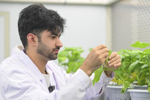 (260903) -- URUMQI, Sept. 3, 2026 (Xinhua) -- Muhammad Ameer Hamza observes the growth of cotton leaves at a laboratory of Shihezi University in Shihezi City, northwest China's Xinjiang Uygur Autonomous Region, Aug. 24, 2026.
  Muhammad Ameer Hamza hails from Depalpur, Pakistan. He is now pursuing a PhD in crop science at the Agricultural College of Shihezi University in northwest China's Xinjiang Uygur Autonomous Region.  
  Under the guidance of his supervisor, Yang Desong, Hamza conducts research in the university laboratory. He also works in cotton fields with Yang to learn about soil salinity and alkalinity, cotton field management and drone-based plant protection. Hamza said he has been impressed by technological applications in Xinjiang, such as water-saving irrigation and unmanned operations. He could apply what he has learned when he returns to Pakistan.
  For Hamza, life in Xinjiang is not lonely. His supervisor gives him advice on daily life in addition to academic guidance, and he has Pakistani and Chinese friends. In his spare time, Hamza sometimes goes out with his friends, strolling through the streets and enjoying the city's vibrant atmosphere. Hamza said he is happy to study with his classmates at the university and integrate into local life.
  Xinjiang is China's largest cotton-producing region. In recent years, the region has developed rapidly in cotton breeding, mechanized harvesting, and green pest control, providing valuable experience for agricultural development in similar climates. (Xinhua/Aman)