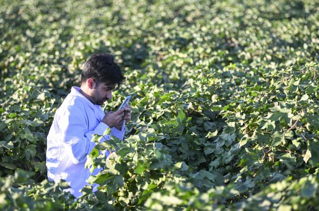 (260903) -- URUMQI, Sept. 3, 2026 (Xinhua) -- Muhammad Ameer Hamza takes photos in an experimental cotton field in Shihezi City, northwest China's Xinjiang Uygur Autonomous Region, Aug. 24, 2026.
  Muhammad Ameer Hamza hails from Depalpur, Pakistan. He is now pursuing a PhD in crop science at the Agricultural College of Shihezi University in northwest China's Xinjiang Uygur Autonomous Region.  
  Under the guidance of his supervisor, Yang Desong, Hamza conducts research in the university laboratory. He also works in cotton fields with Yang to learn about soil salinity and alkalinity, cotton field management and drone-based plant protection. Hamza said he has been impressed by technological applications in Xinjiang, such as water-saving irrigation and unmanned operations. He could apply what he has learned when he returns to Pakistan.
  For Hamza, life in Xinjiang is not lonely. His supervisor gives him advice on daily life in addition to academic guidance, and he has Pakistani and Chinese friends. In his spare time, Hamza sometimes goes out with his friends, strolling through the streets and enjoying the city's vibrant atmosphere. Hamza said he is happy to study with his classmates at the university and integrate into local life.
  Xinjiang is China's largest cotton-producing region. In recent years, the region has developed rapidly in cotton breeding, mechanized harvesting, and green pest control, providing valuable experience for agricultural development in similar climates. (Xinhua/Hu Huhu)